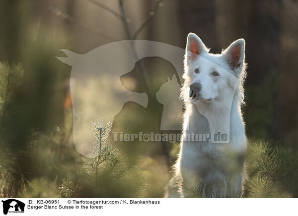 Weier Schweizer Schferhund im Wald / Berger Blanc Suisse in the forest / KB-06951