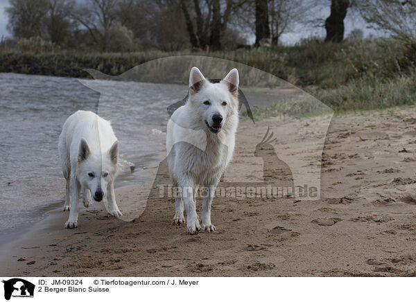 2 Weie Schweizer Schferhunde / 2 Berger Blanc Suisse / JM-09324