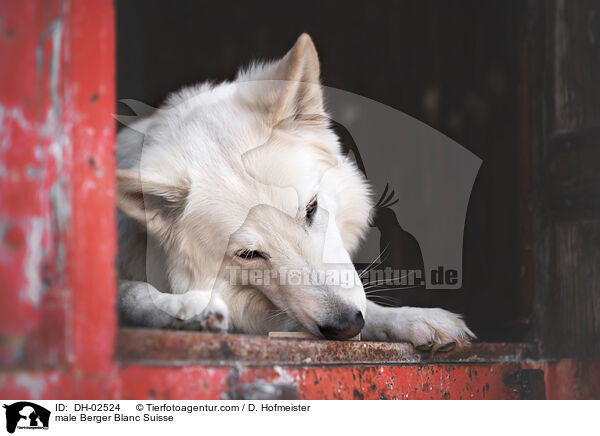 Weier Schweizer Schferhund Rde / male Berger Blanc Suisse / DH-02524