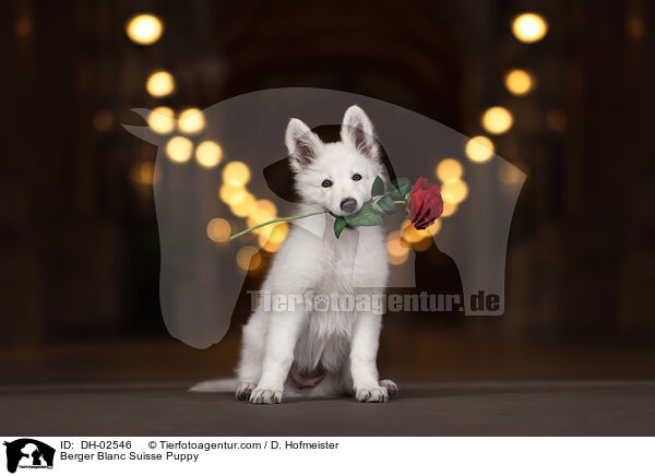 Berger Blanc Suisse Puppy / DH-02546
