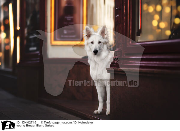 young Berger Blanc Suisse / DH-02719