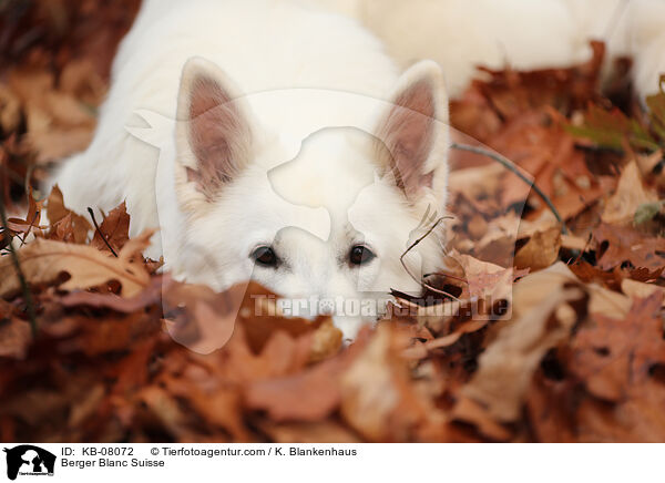 Weier Schweizer Schferhund / Berger Blanc Suisse / KB-08072