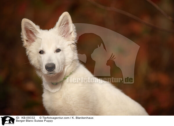 Berger Blanc Suisse Puppy / KB-09332