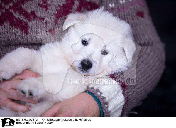 Berger Blanc Suisse Puppy / EHO-02473
