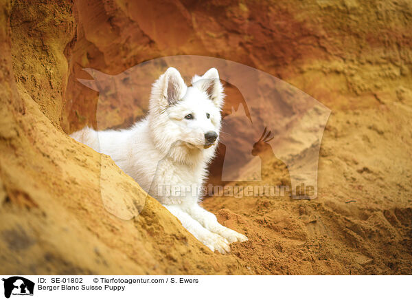 Weier Schweizer Schferhund Welpe / Berger Blanc Suisse Puppy / SE-01802