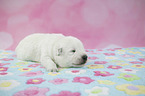 White Swiss Shepherd puppy