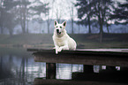 lying Berger Blanc Suisse