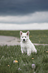 white shepherd puppy