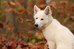 Berger Blanc Suisse Puppy