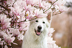 Berger Blanc Suisse