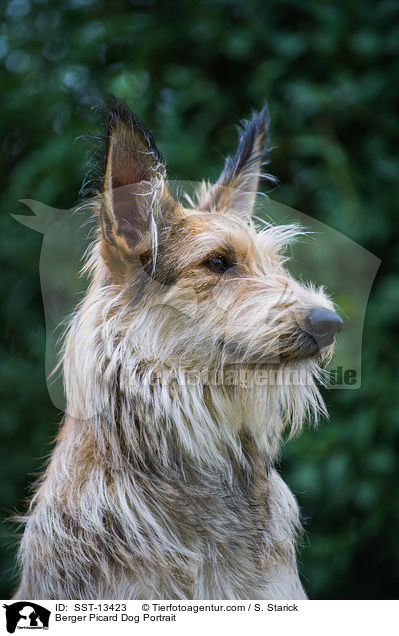Berger Picard Dog Portrait / SST-13423