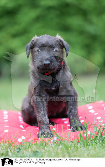 Berger Picard Dog Puppy / AM-05561