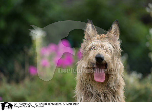 Berger Picard Portrait / Berger Picard Dog Portrait / AM-05586