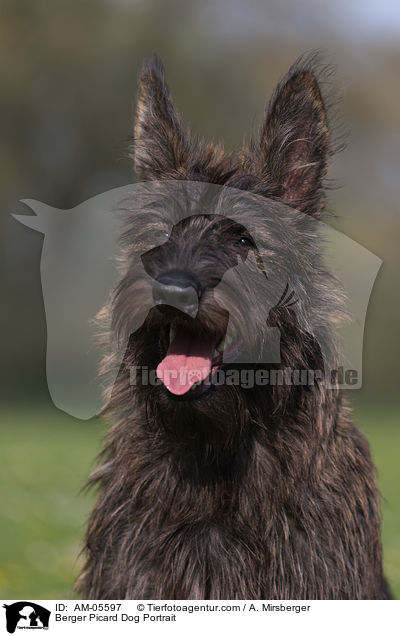 Berger Picard Dog Portrait / AM-05597