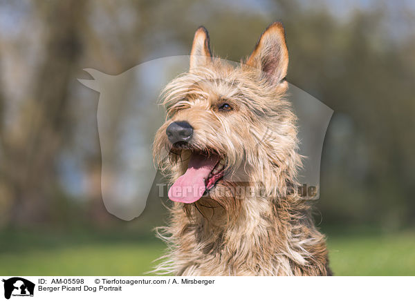 Berger Picard Portrait / Berger Picard Dog Portrait / AM-05598