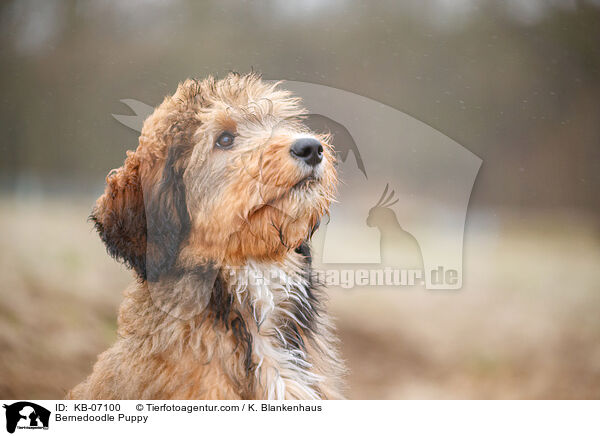 Bernedoodle Puppy / KB-07100