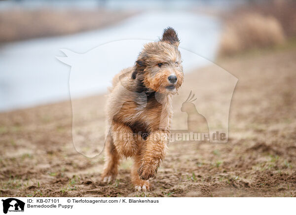 Bernedoodle Puppy / KB-07101