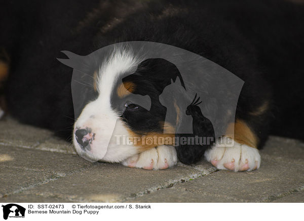 Berner Sennenhund Welpe / Bernese Mountain Dog Puppy / SST-02473