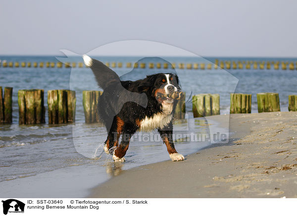 rennender Berner Sennenhund / running Bernese Mountain Dog / SST-03640