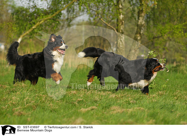 Berner Sennenhunde / Bernese Mountain Dogs / SST-03697