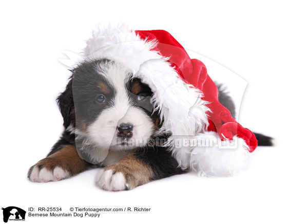 Bernese Mountain Dog Puppy / RR-25534
