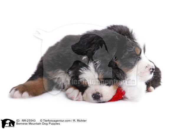 Berner Sennenhund Welpen / Bernese Mountain Dog Puppies / RR-25543