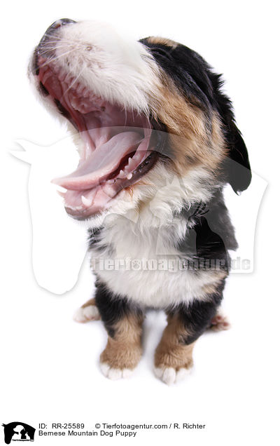 Berner Sennenhund Welpe / Bernese Mountain Dog Puppy / RR-25589
