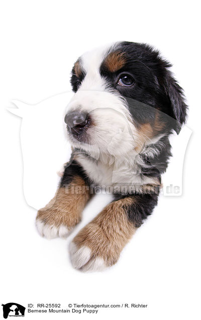 Berner Sennenhund Welpe / Bernese Mountain Dog Puppy / RR-25592