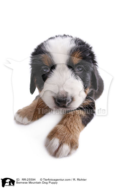 Berner Sennenhund Welpe / Bernese Mountain Dog Puppy / RR-25594