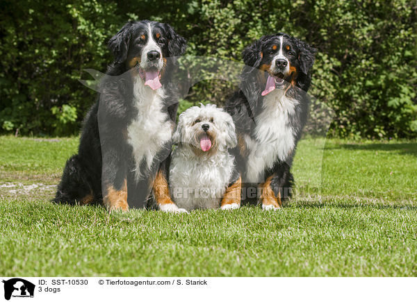 3 Hunde / 3 dogs / SST-10530