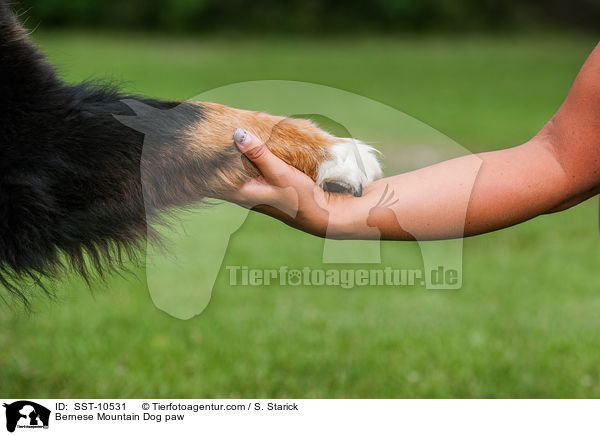 Berner Sennenhund Pfote / Bernese Mountain Dog paw / SST-10531