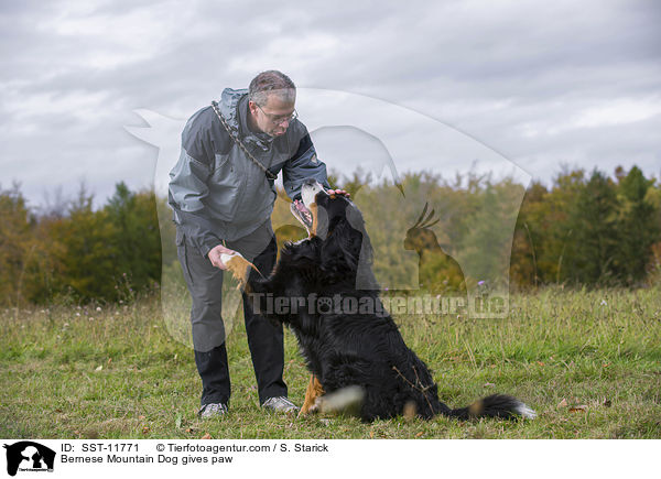 Berner Sennenhund gibt Pftchen / Bernese Mountain Dog gives paw / SST-11771