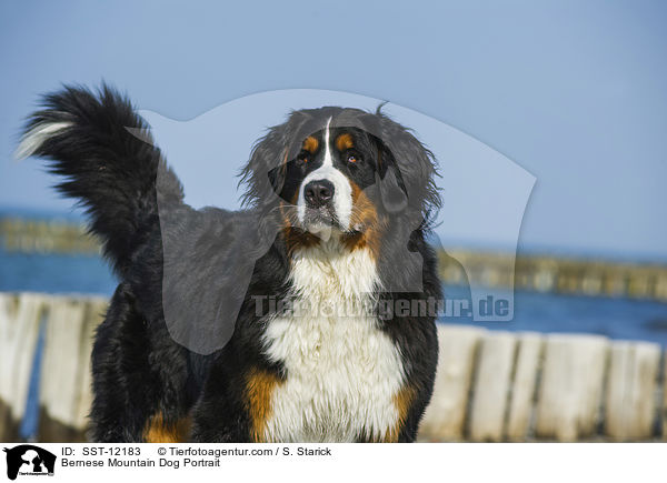 Berner Sennenhund Portrait / Bernese Mountain Dog Portrait / SST-12183