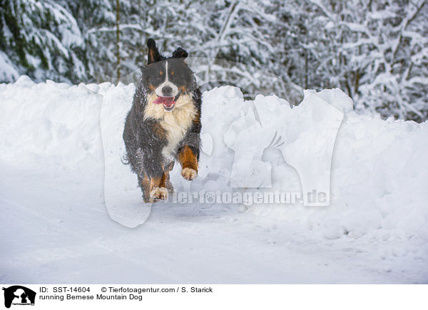 running Bernese Mountain Dog / SST-14604