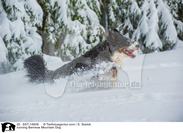 running Bernese Mountain Dog / SST-14608