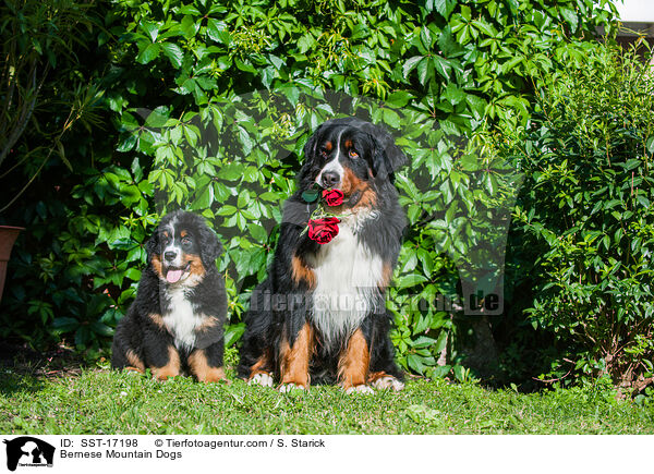 Bernese Mountain Dogs / SST-17198
