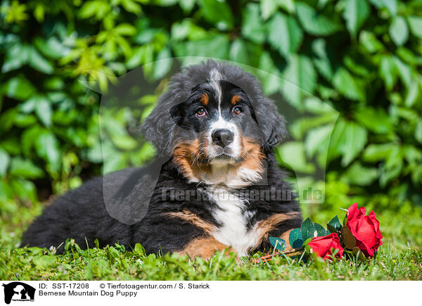 Berner Sennenhund Welpe / Bernese Mountain Dog Puppy / SST-17208