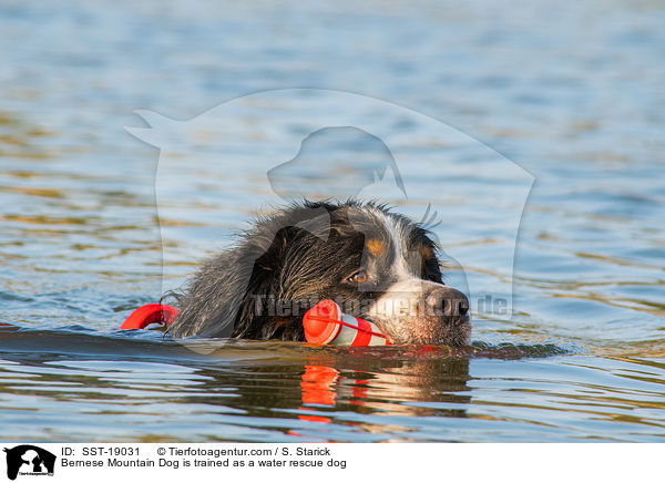 Bernese Mountain Dog is trained as a water rescue dog / SST-19031