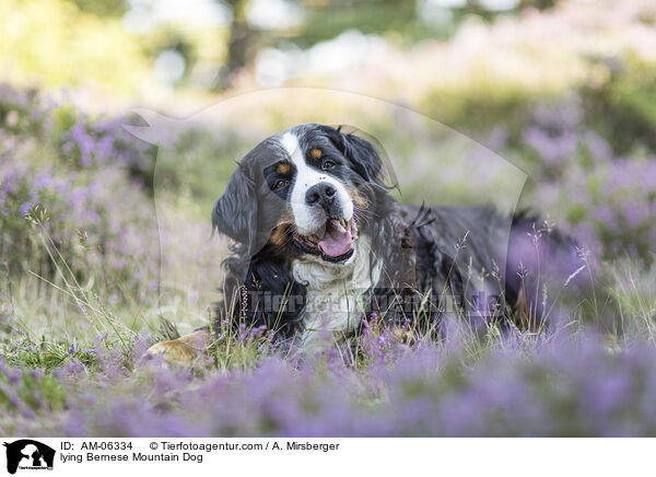 liegender Berner Sennenhund / lying Bernese Mountain Dog / AM-06334