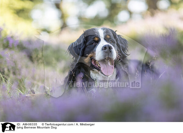 liegender Berner Sennenhund / lying Bernese Mountain Dog / AM-06335