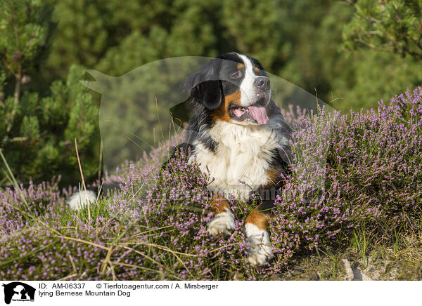 liegender Berner Sennenhund / lying Bernese Mountain Dog / AM-06337