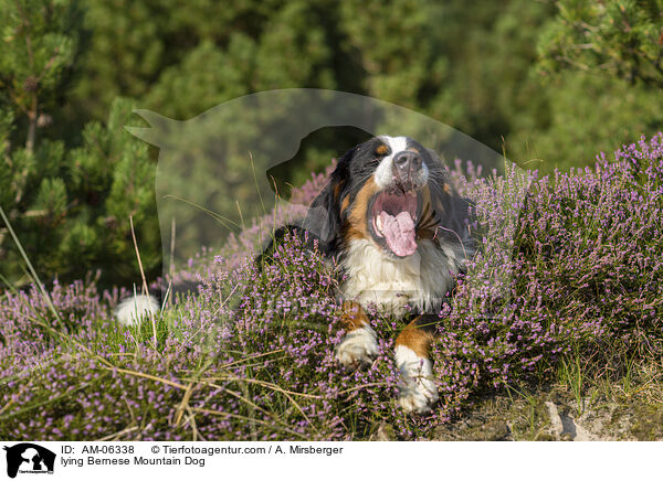 liegender Berner Sennenhund / lying Bernese Mountain Dog / AM-06338