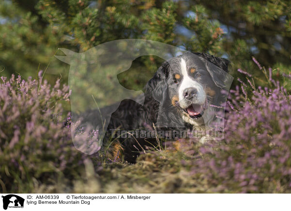 liegender Berner Sennenhund / lying Bernese Mountain Dog / AM-06339