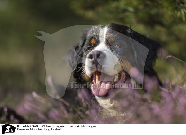 Berner Sennenhund Portrait / Bernese Mountain Dog Portrait / AM-06340