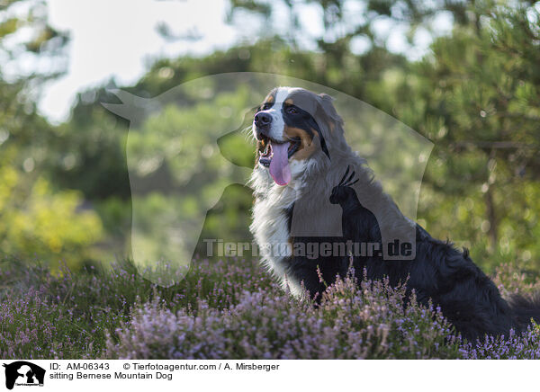 sitzender Berner Sennenhund / sitting Bernese Mountain Dog / AM-06343