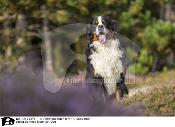 sitzender Berner Sennenhund / sitting Bernese Mountain Dog / AM-06345