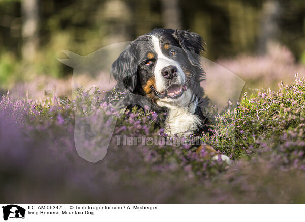 liegender Berner Sennenhund / lying Bernese Mountain Dog / AM-06347