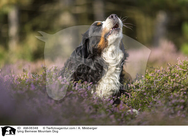 liegender Berner Sennenhund / lying Bernese Mountain Dog / AM-06348