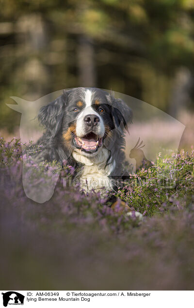 liegender Berner Sennenhund / lying Bernese Mountain Dog / AM-06349