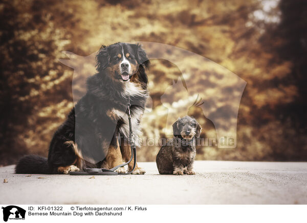 Berner Sennenhund mit Dackel / Bernese Mountain Dog with Dachshund / KFI-01322